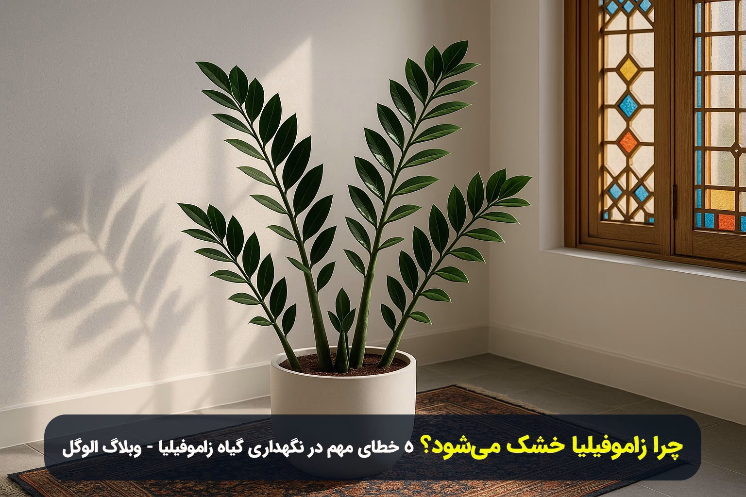 چرا زاموفیلیا خشک می‌شود؟ 5 خطای مهم در نگهداری گیاه زاموفیلیا